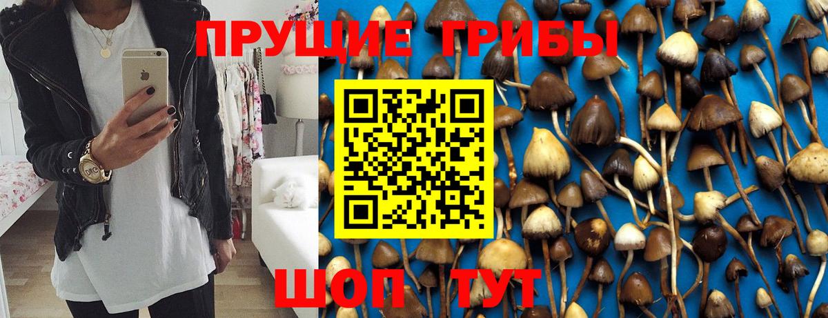Отрадный  Псилоцибиновые грибы Psilocybine cubensis  Вход с VPN 